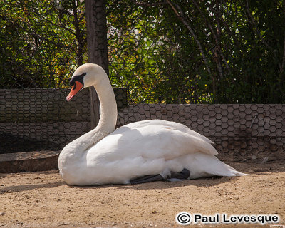 Mute Swan + Chinese Goose - Cygne tubercul