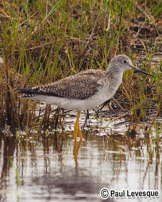 Greater Yellowlegs - Grand Chevalier