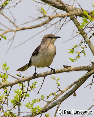 Northern Mockingbird - Moqueur polyglotte