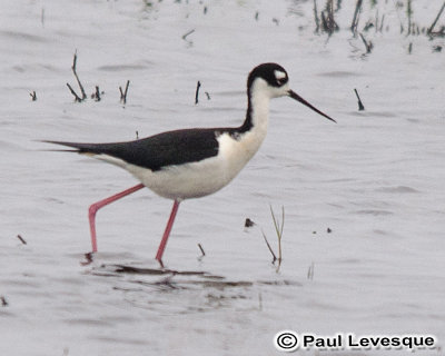 Black-necked Stilt - chasse d'Amrique