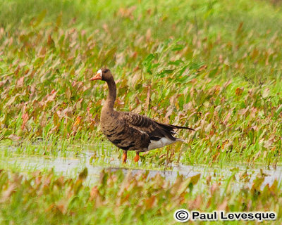 Greater White-fronted Goose - Oie rieuse