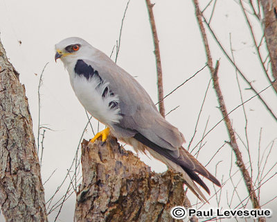 White-tailed Kite - lanion  queue blanche