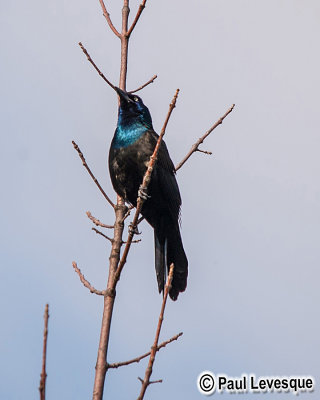 Common Grackle - Quiscale bronz