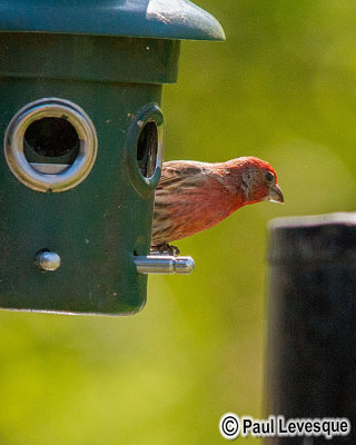 House Finch - Roselin familier