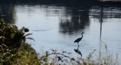 The heron at rest