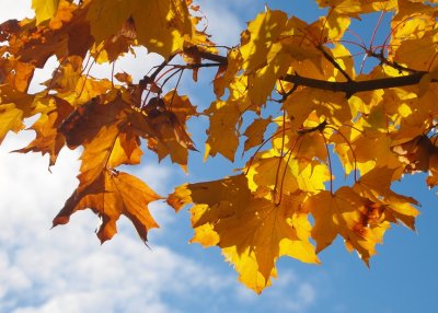 Autumn Colours