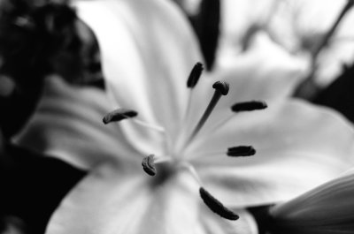 No Colour