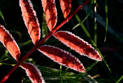Morning Frost