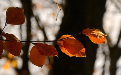 Backlit Leaves