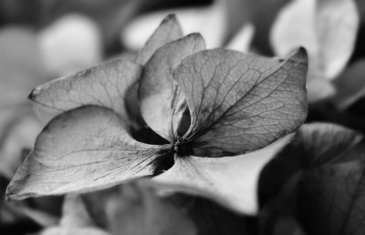 From the Winter Bouquet