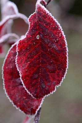 A touch of frost