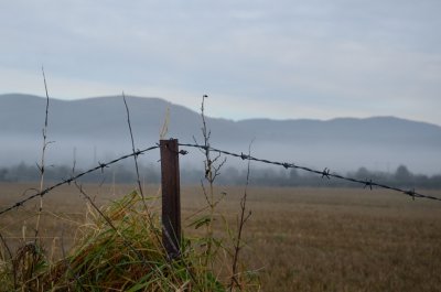 Foggy