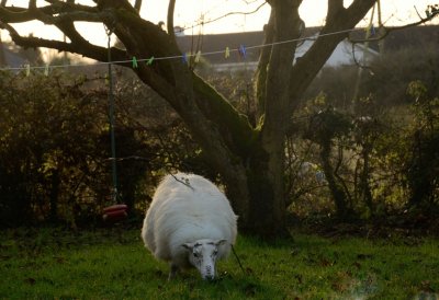 The New Lawnmower