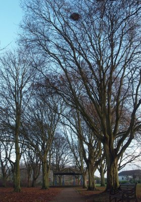 December in the Park