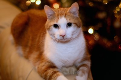 'Tis the Season