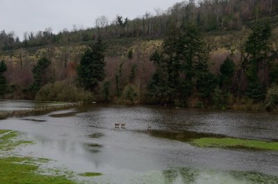 Deers in Flood