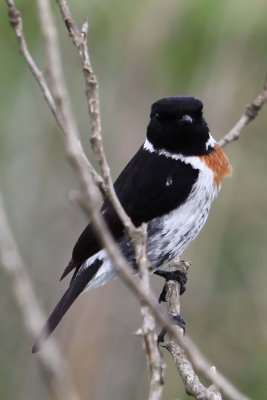 Birds of east Africa