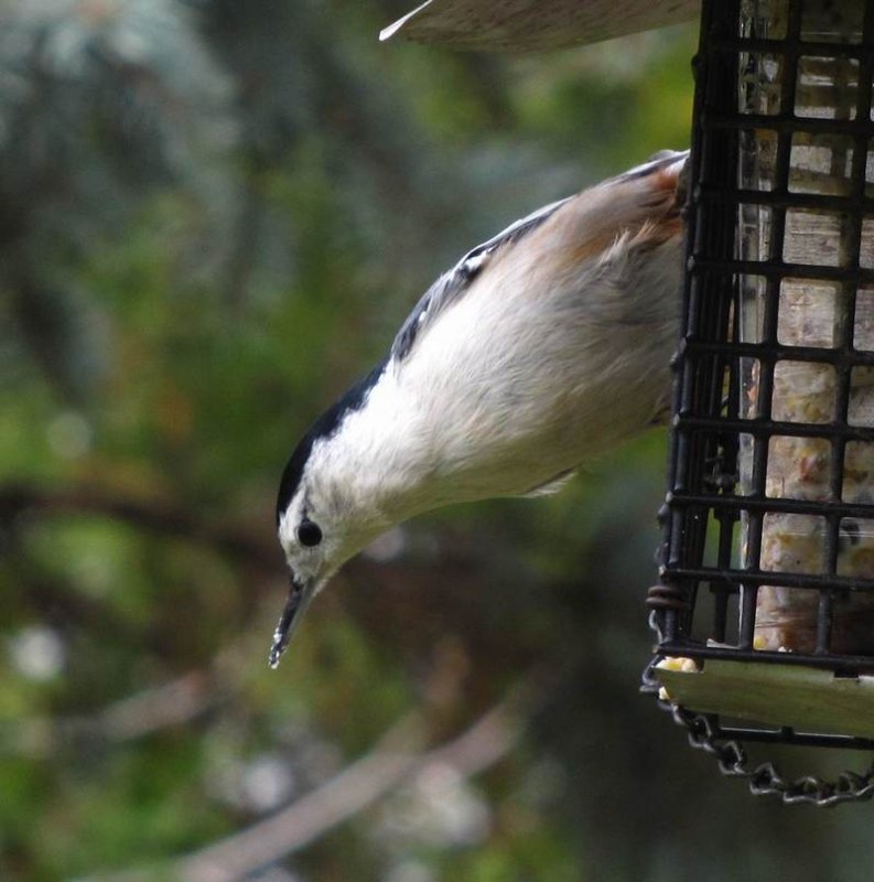 WHite-breasted nuthatch