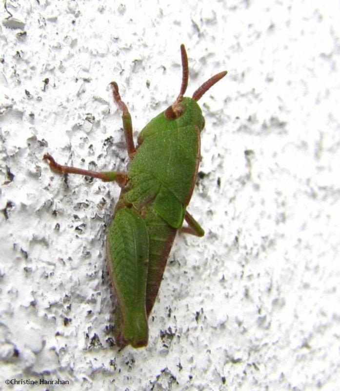 Green-striped grasshopper (Chortophaga viridifasciata)