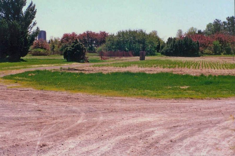 Old Field area - Spring 1991
