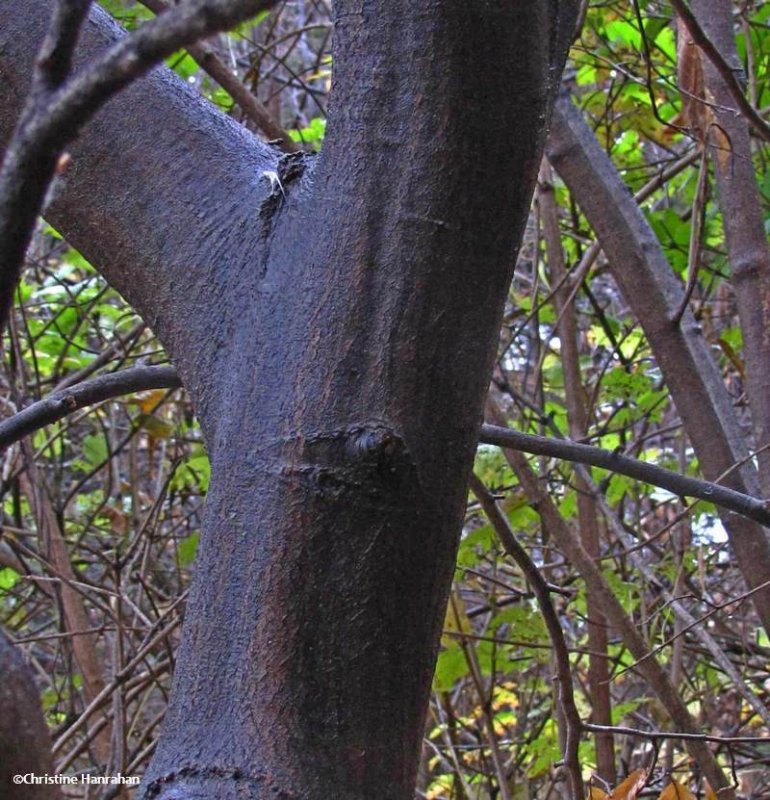 Blue beech trunk (Carpinus caroliniana)