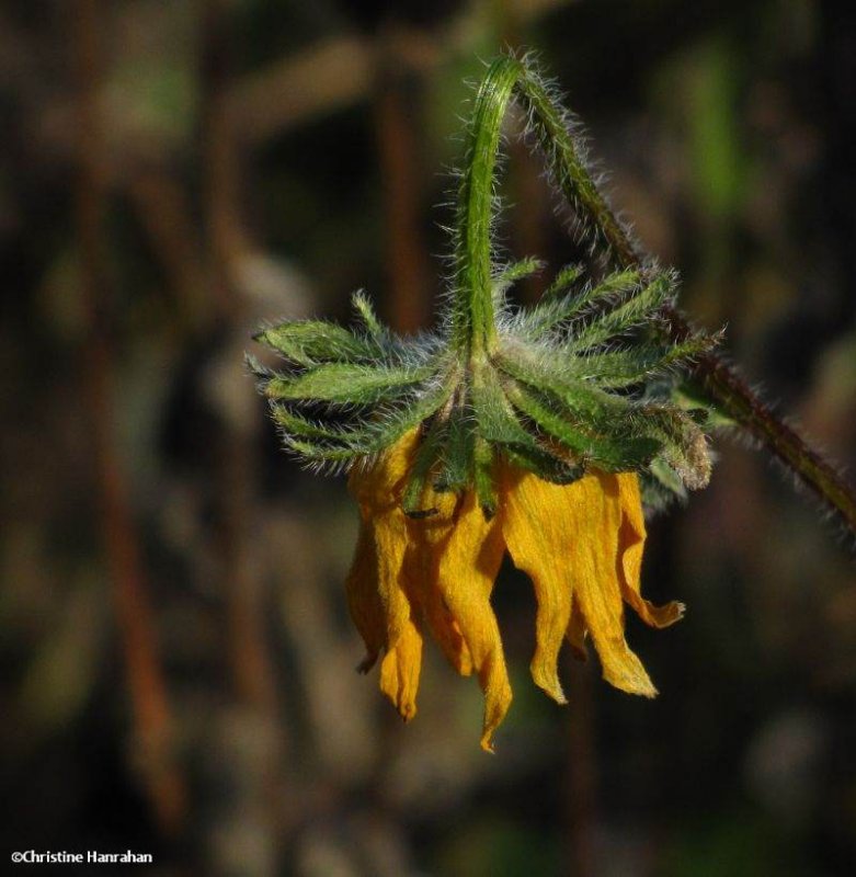 Brown-eyed susan (Rudbeckia)
