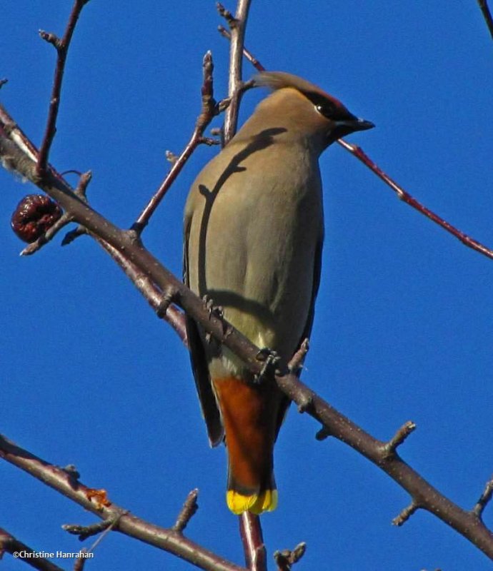 Bohemian waxwing