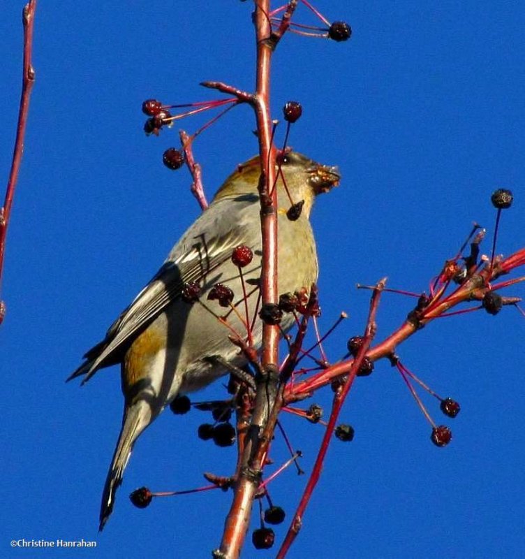 Pine grosbeak, female