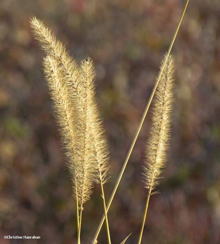 Giant foxtail  (Setaria faberi)