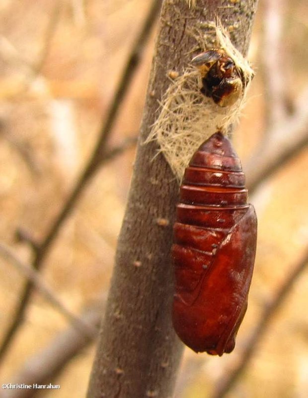 Empty moth cocoon