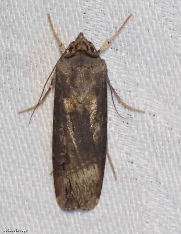 Spotted dart moth (<em>Agrotis stigmosa</em>), #10658
