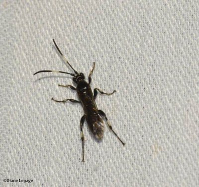 Ichneumonid wasp (Orgichneumon calcatorius)