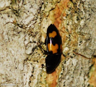 Sap beetle (Glischrochilus sp.)