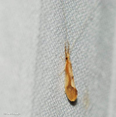 Long-horned caddisfly (Triaenodes marginatus)
