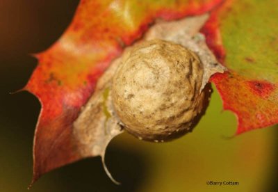 Red oak gall