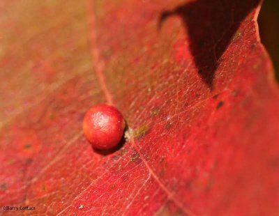 Oak gall on midrib of red oak leaf