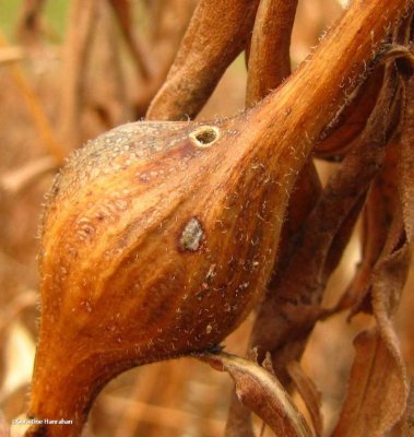 Goldenrod gall