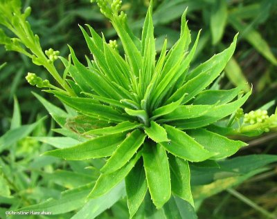 Bunch gall on goldenrod