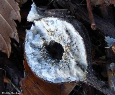 Gall opened by squirrel