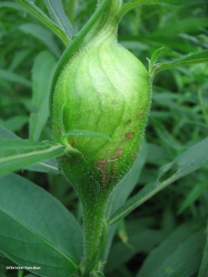 Newly formed goldenrod gall