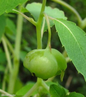 Gall on Jewelweed (Impatiens capensis)