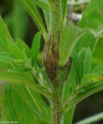 Goldenrod gall made by a Tortricid moth