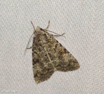 Dappled dart moth (Anaplectoides pressus), #11001