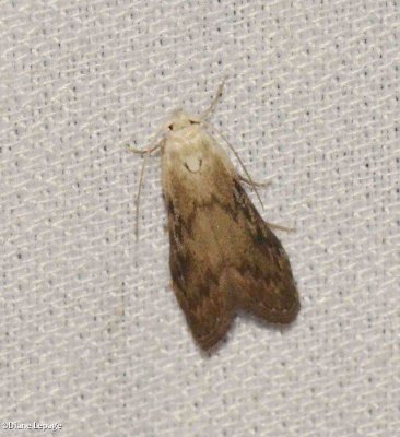 The Bee Moth (Aphomia sociella), #5629
