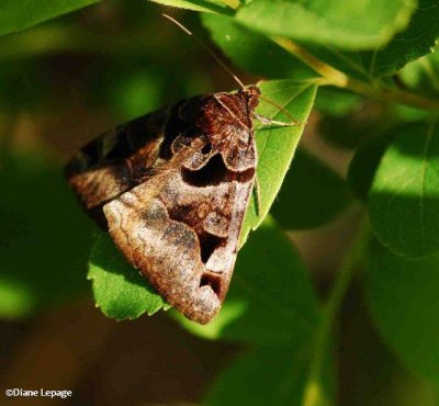 Toothed Somberwing (Euclidia cuspidea), #8731