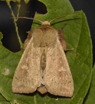 Ursula wainscot  (Leucania ursula), #10461