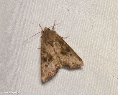 Veiled ear moth (Loscopia velata), #9454