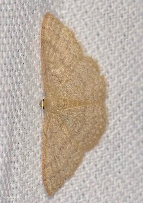 Common Tan Wave (Pleuroprucha insulsaria), #7132