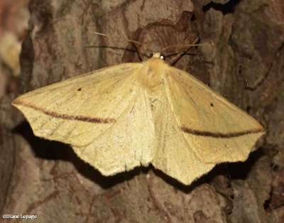 Yellow Slant-Line (Tetracis crocallata),  #6963