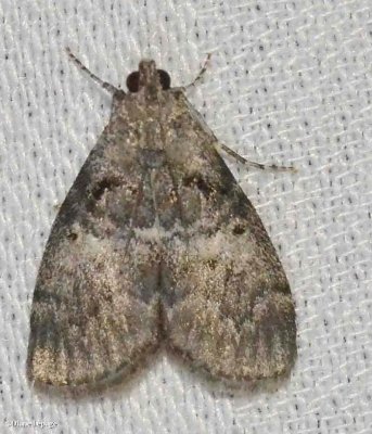 Maple Webworm Moth  (Pococera asperatella), #5606
